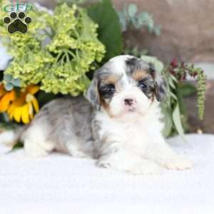 Bailey, Cavapoo Puppy